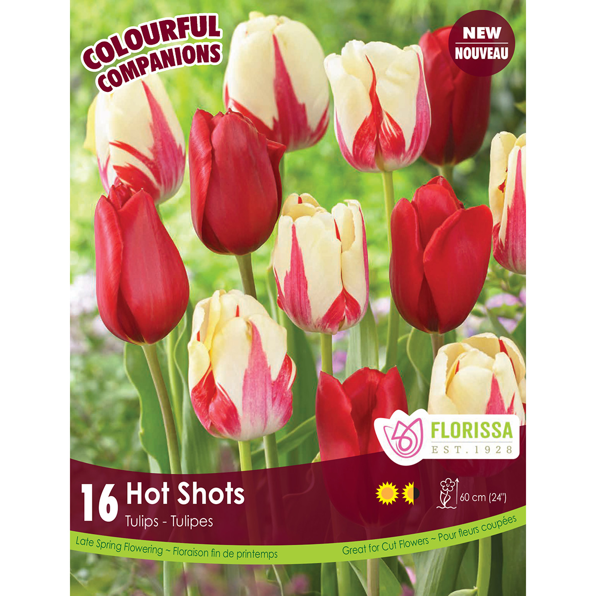 Colourful Companions Tulipa 'Hot Shots' Bulbs