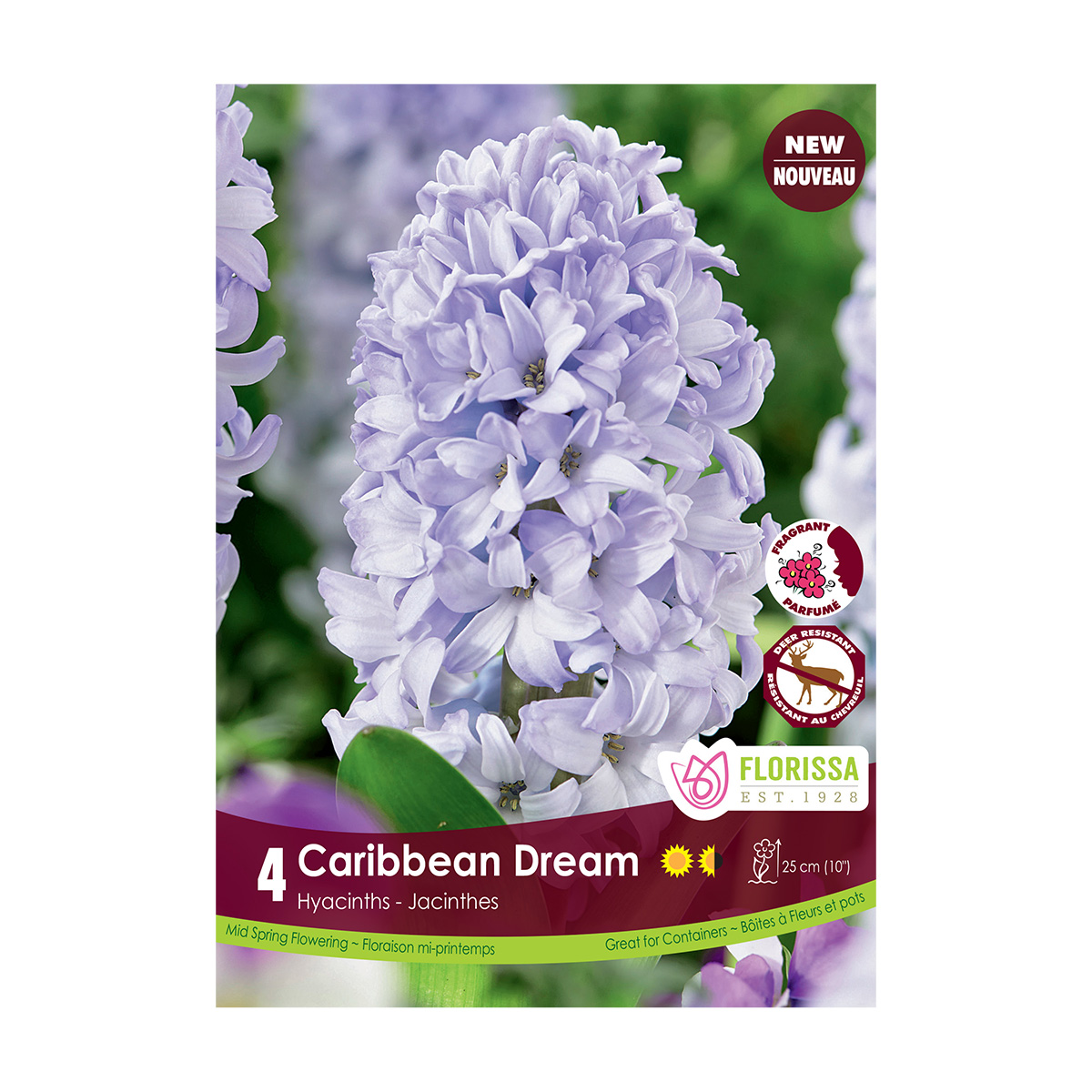Hyacinthus 'Caribbean Dream'