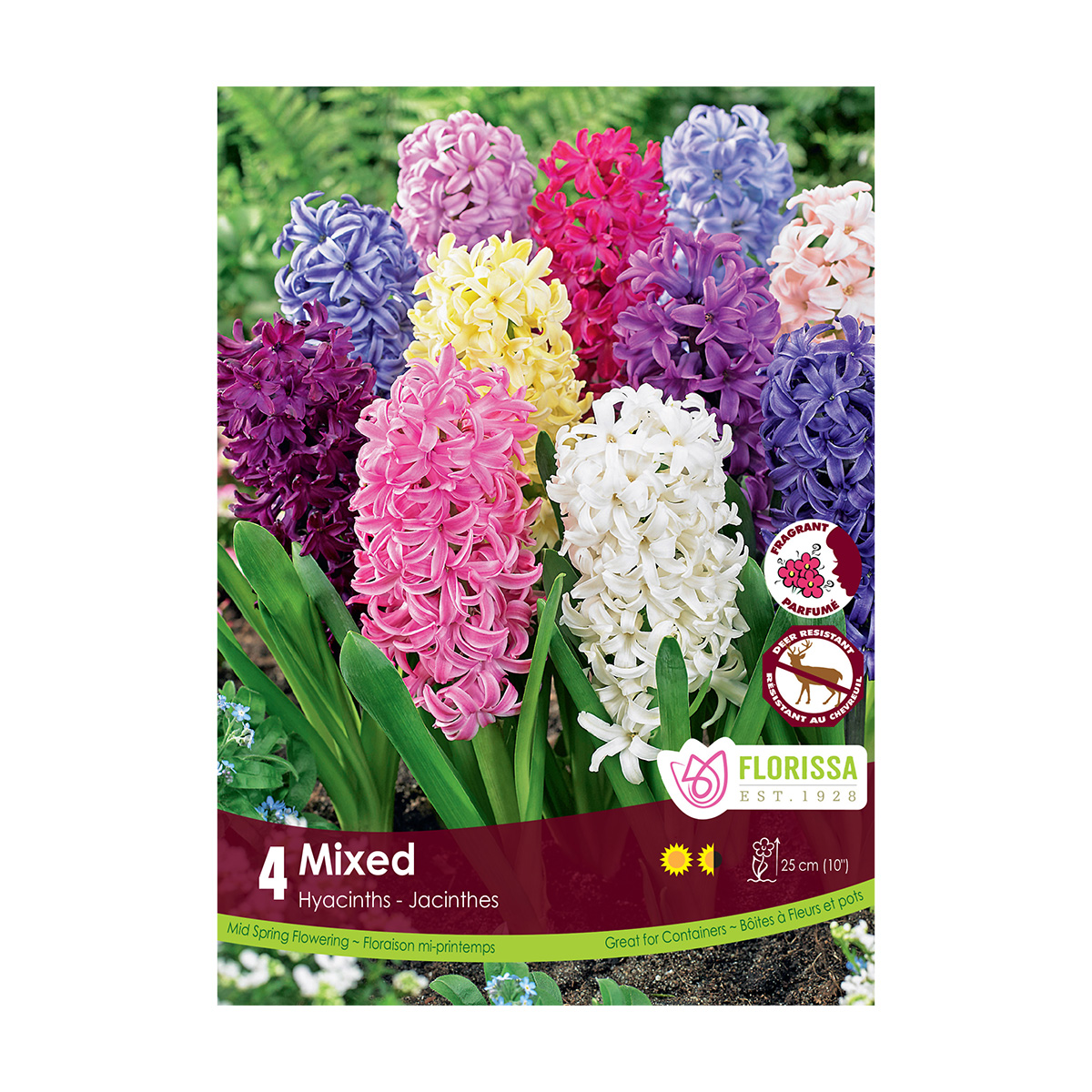 Hyacinthus Fragrant Mix Bulbs Pk Hyacinth Bulbs Arts Nursery