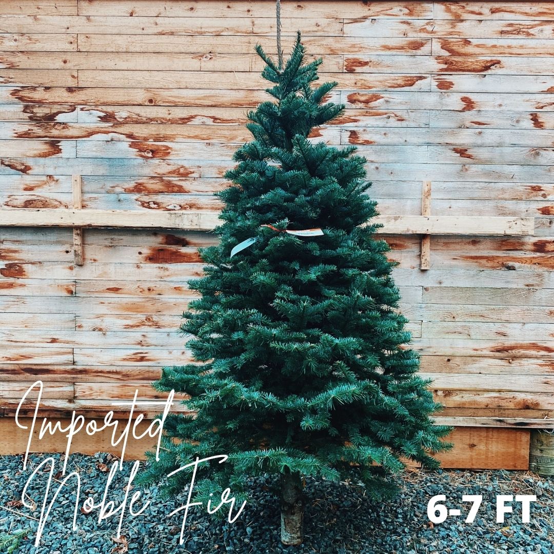 CUT Christmas Tree - Noble Fir  6-7ft