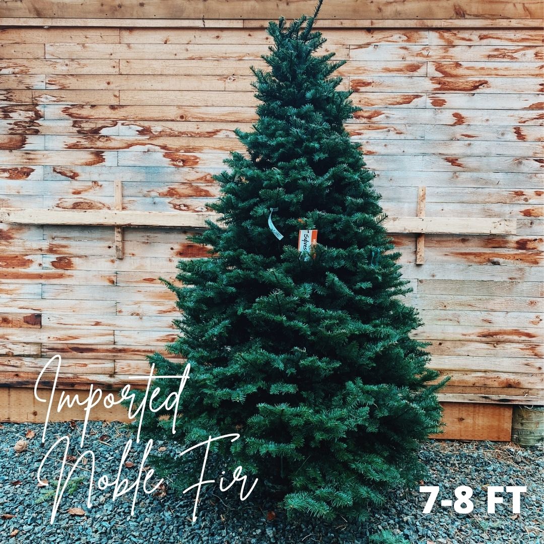 CUT Christmas Tree - Noble Fir  7-8ft