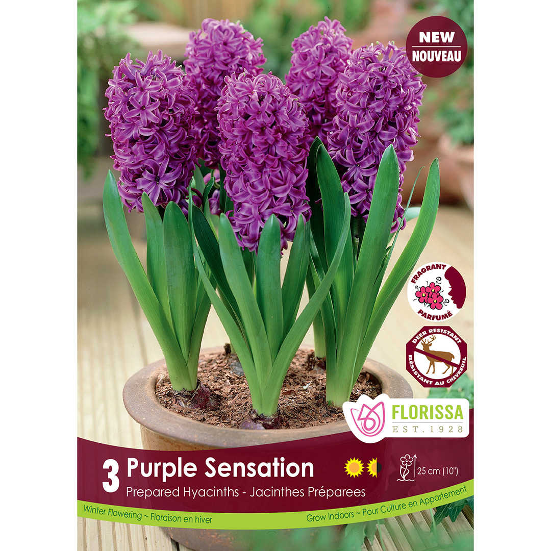 Hyacinthus 'Purple sensation'