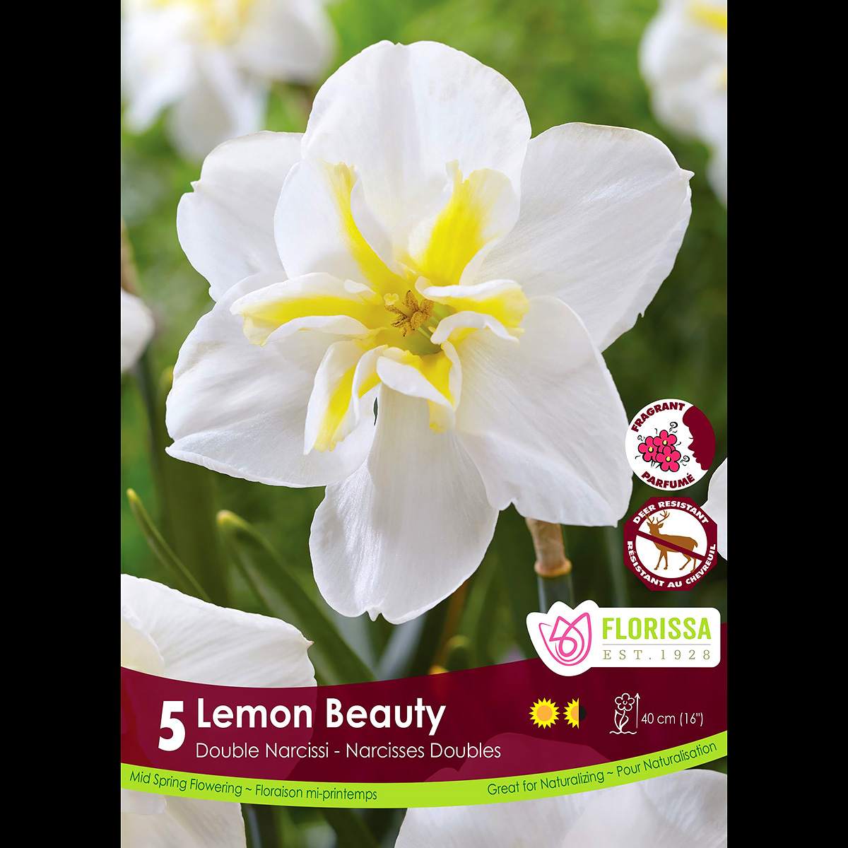 Narcissus 'Lemon Beauty' Bulbs 5PK