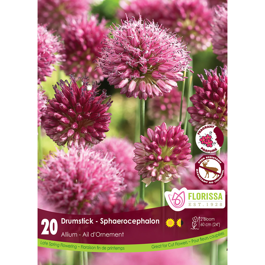 Allium sphaerocephalon  'Drumstick' 20 Pkg Bulbs 