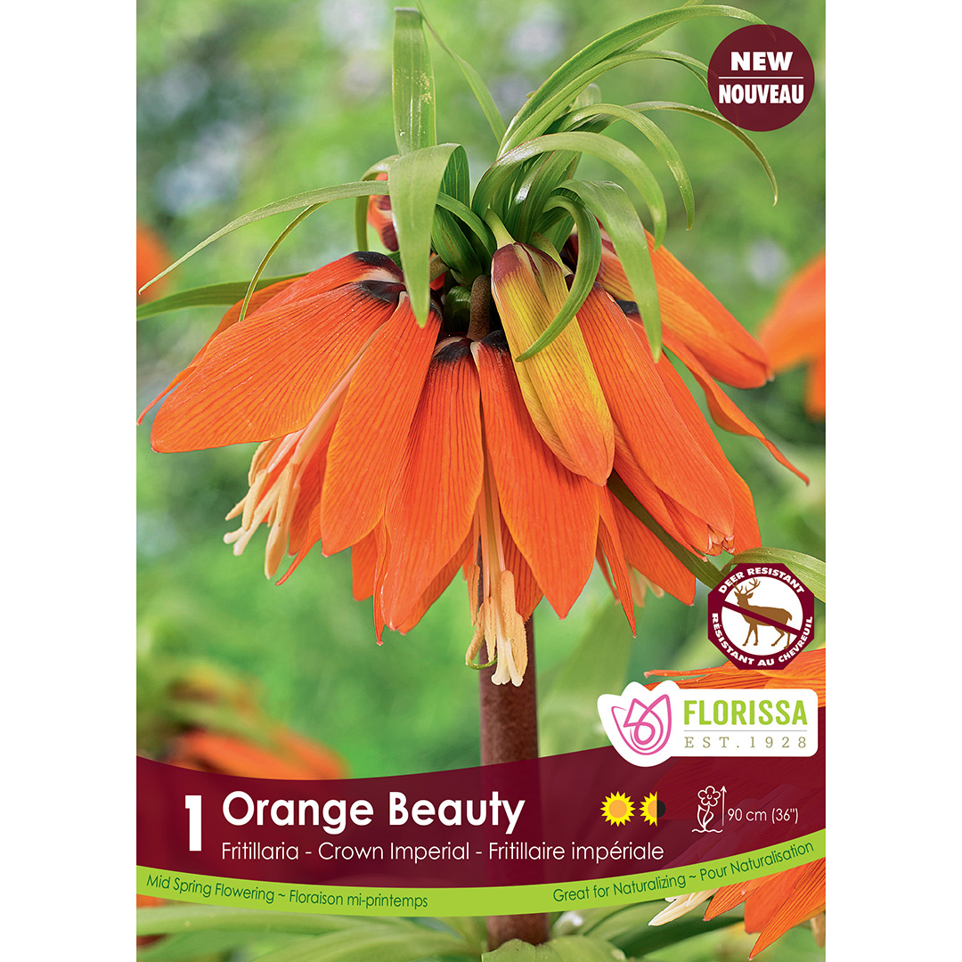 Fritillaria 'Orange Beauty' 1PK 