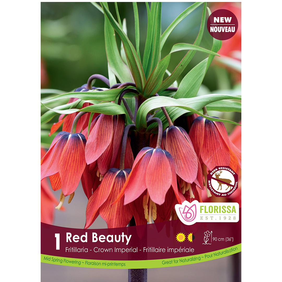 Fritillaria 'Red Beauty' 1PK 