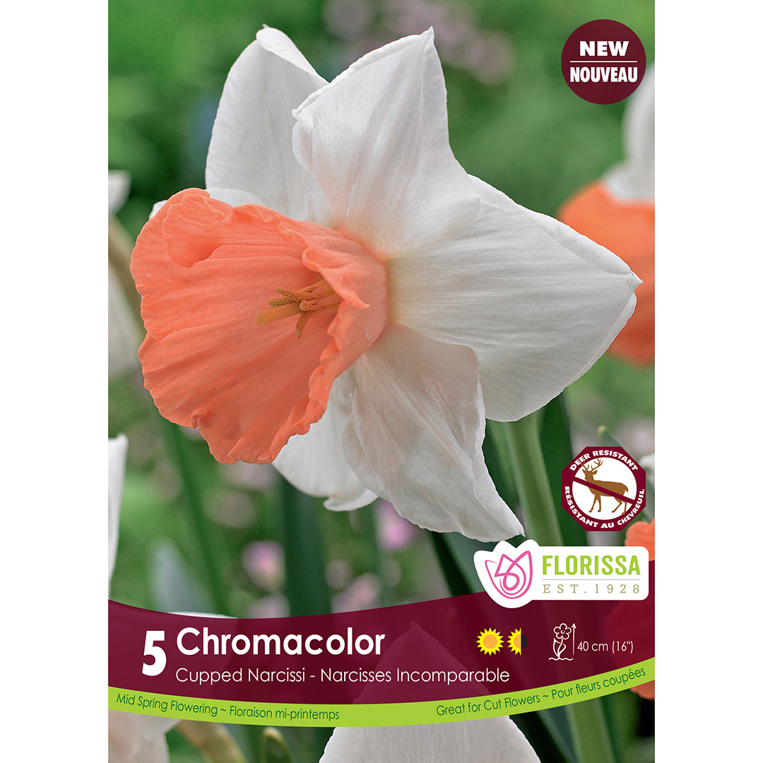 Narcissus 'Chromacolor' Bulbs      