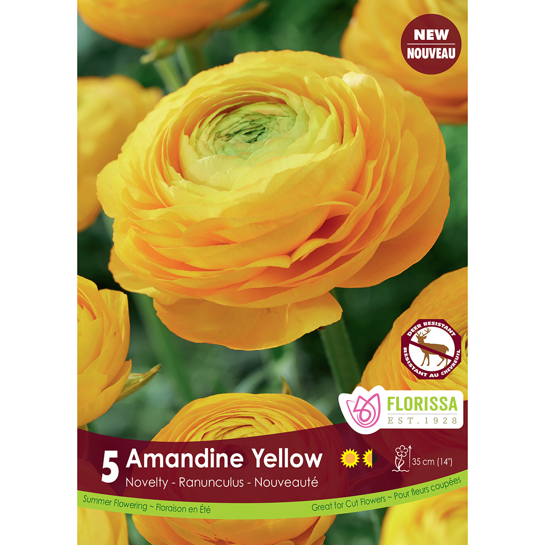 Ranunculus 'Amandine Yellow' -5 PK 
