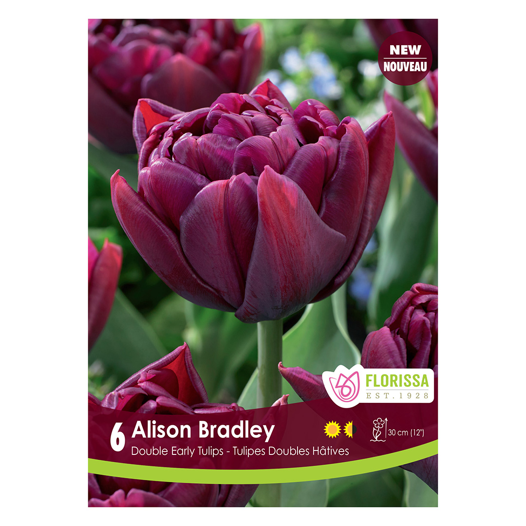 Tulipa 'Alison Bradley' Bulbs 