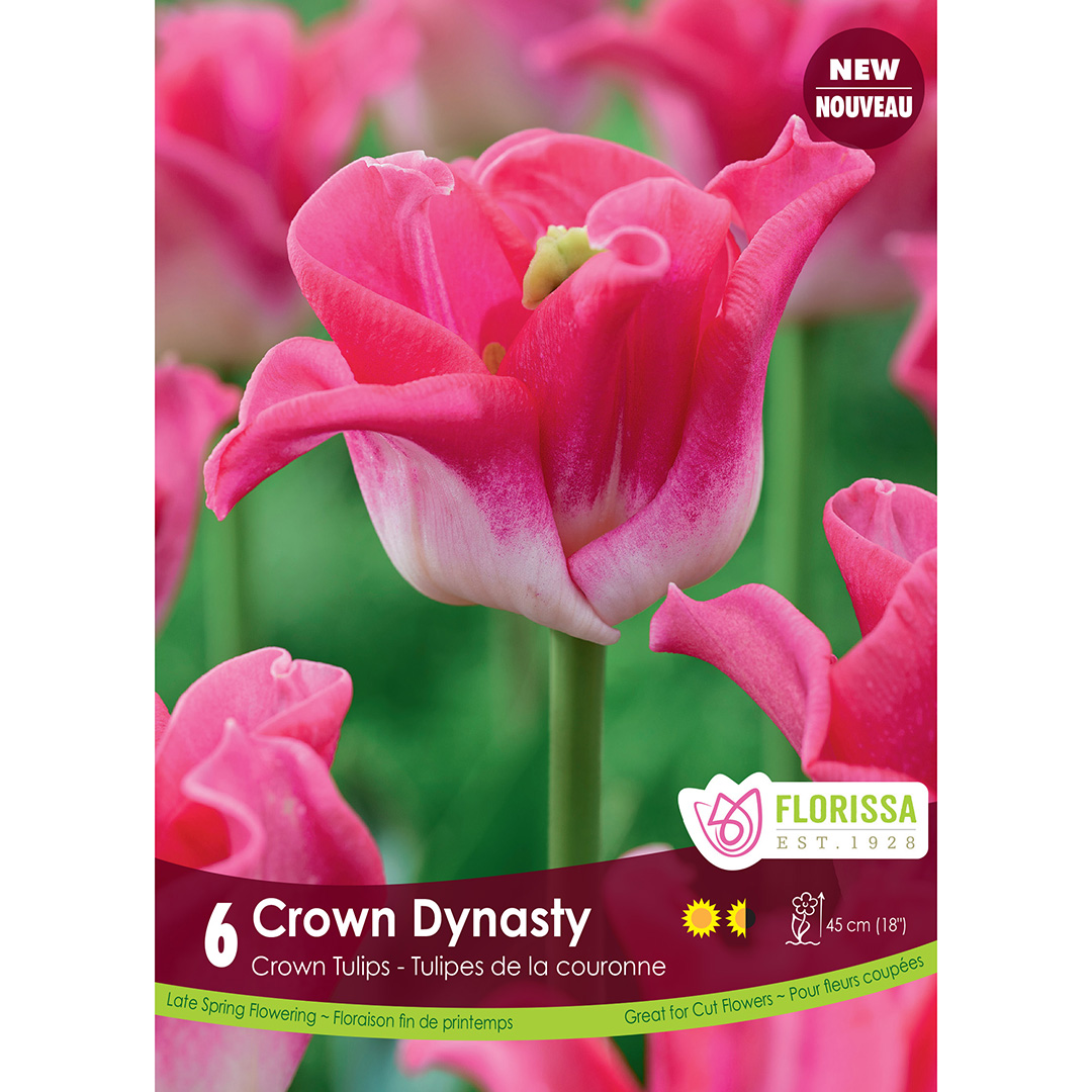 Tulipa 'Crown of Dynasty' Bulbs    