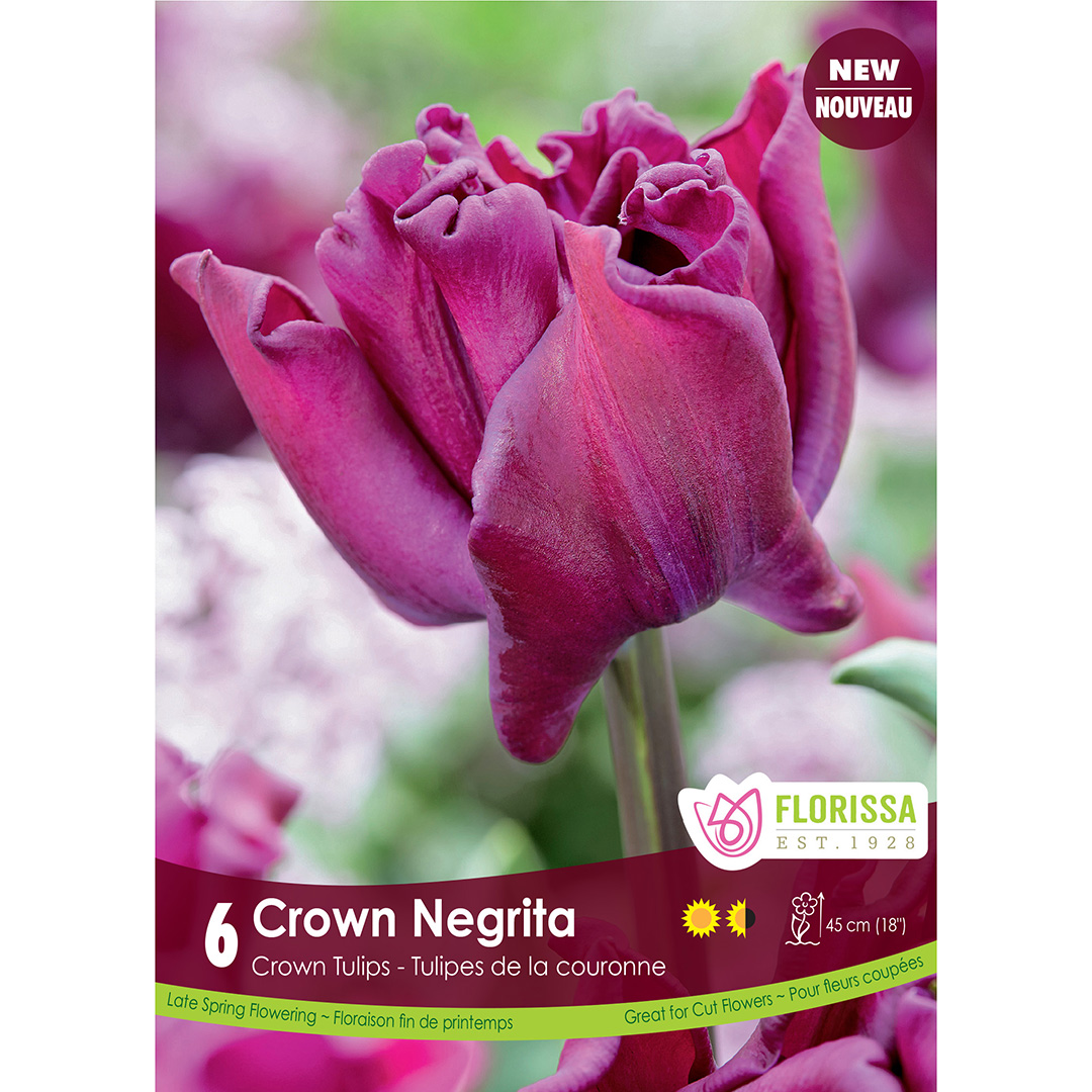 Tulipa 'Crown of Negrita' Bulbs     