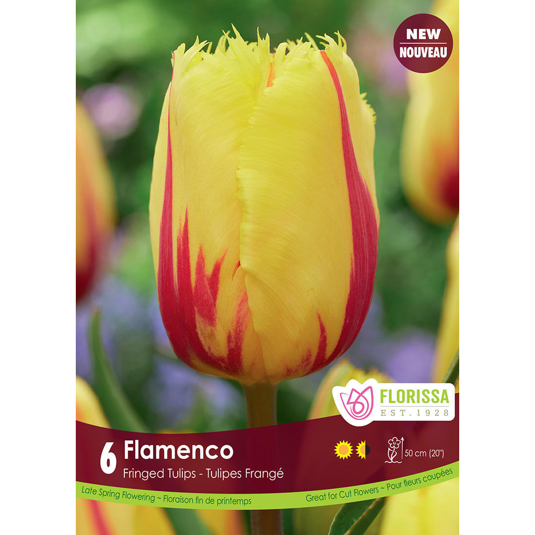 Tulipa 'Flamenco' Bulbs