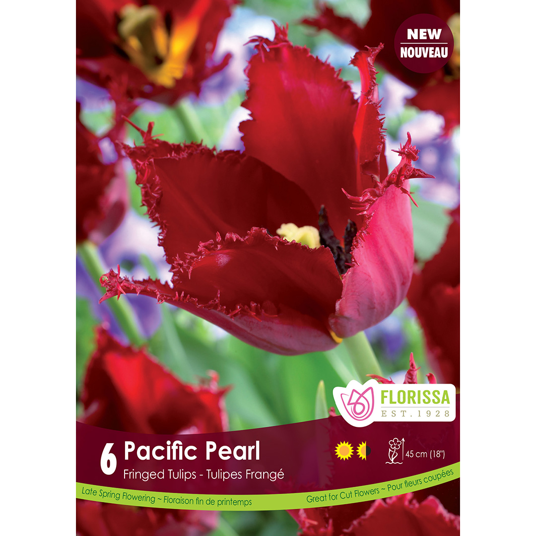 Tulipa 'Pacific Pearl' Bulbs  