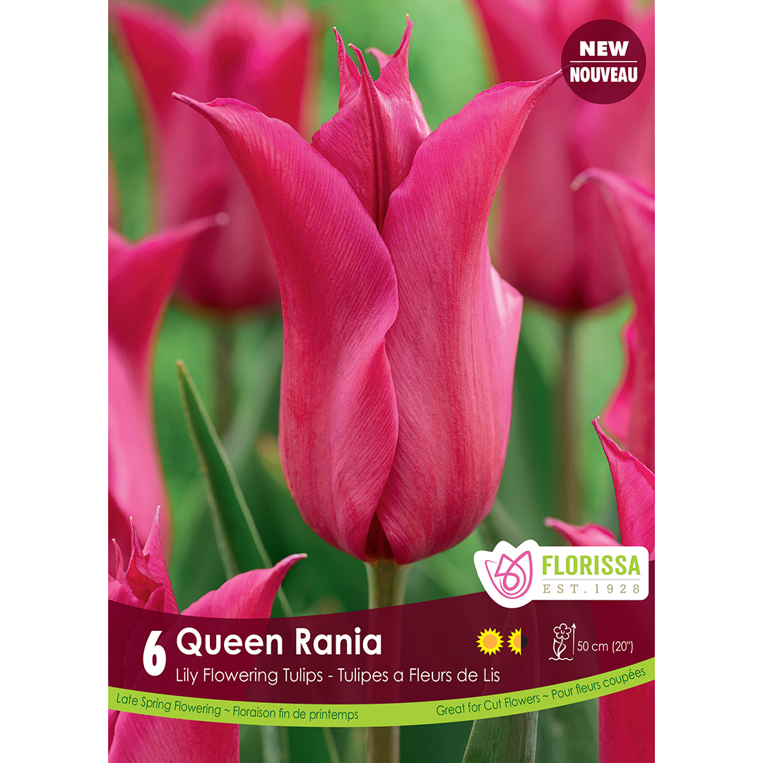 Tulipa 'Queen Rania' Bulbs   