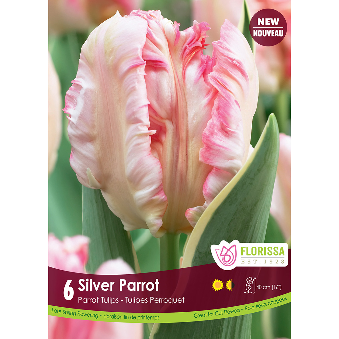 Tulipa 'Silver Parrot' Bulbs      