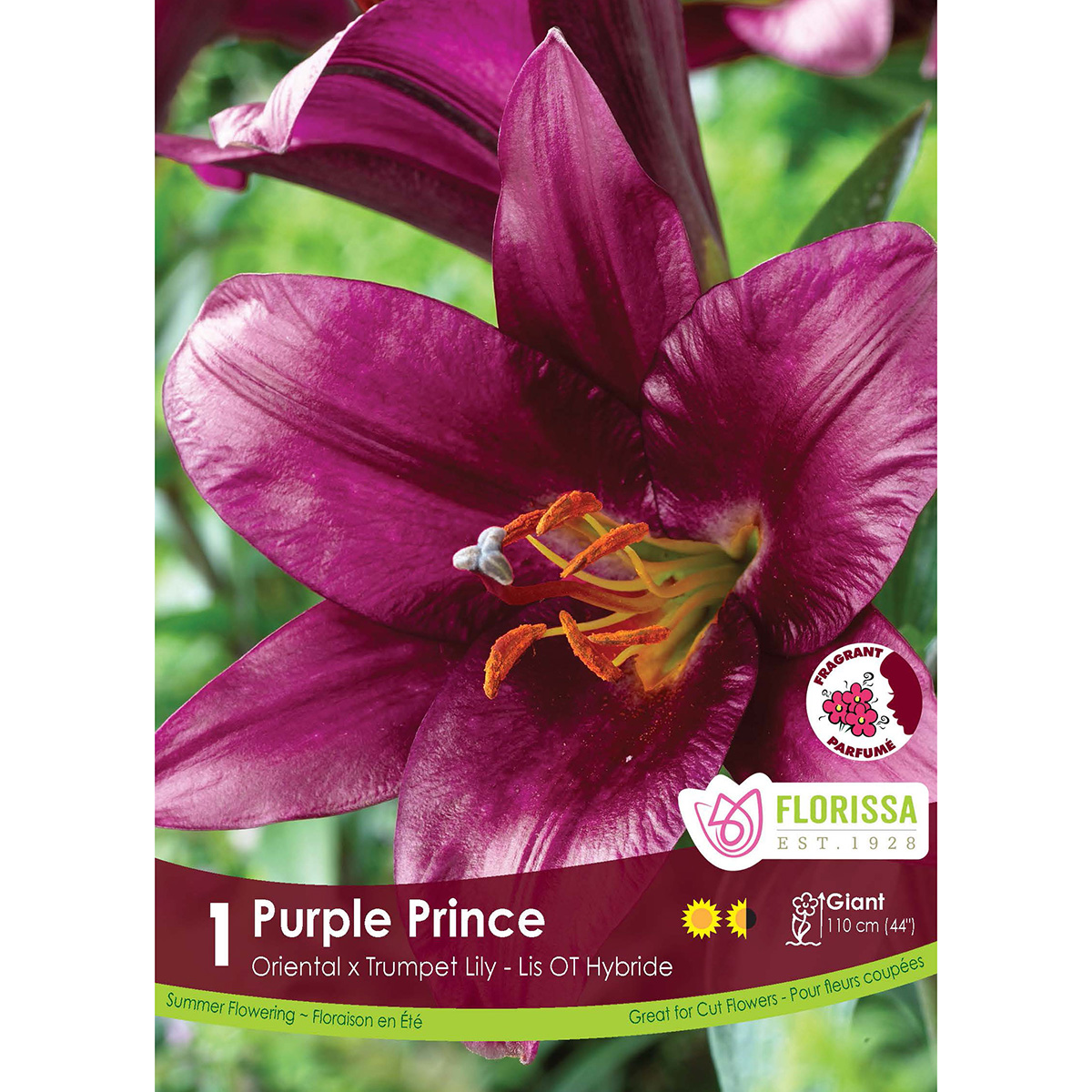 Hybrid Lily Purple Prince Bulb