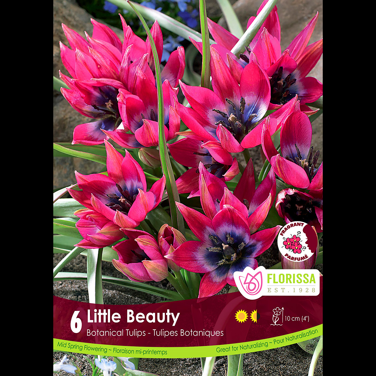 'Little Beauty' Botanical Tulip Bulbs