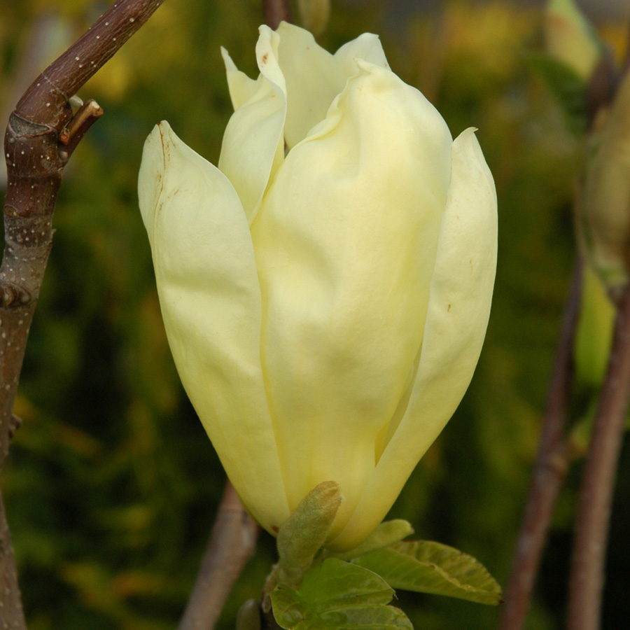 Magnolia 'Elizabeth' 