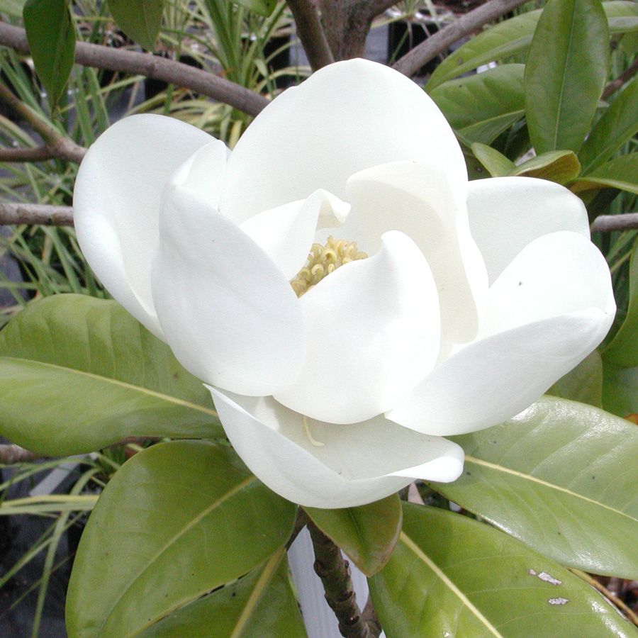 Magnolia_grandiflora_EdithBogue.jpg