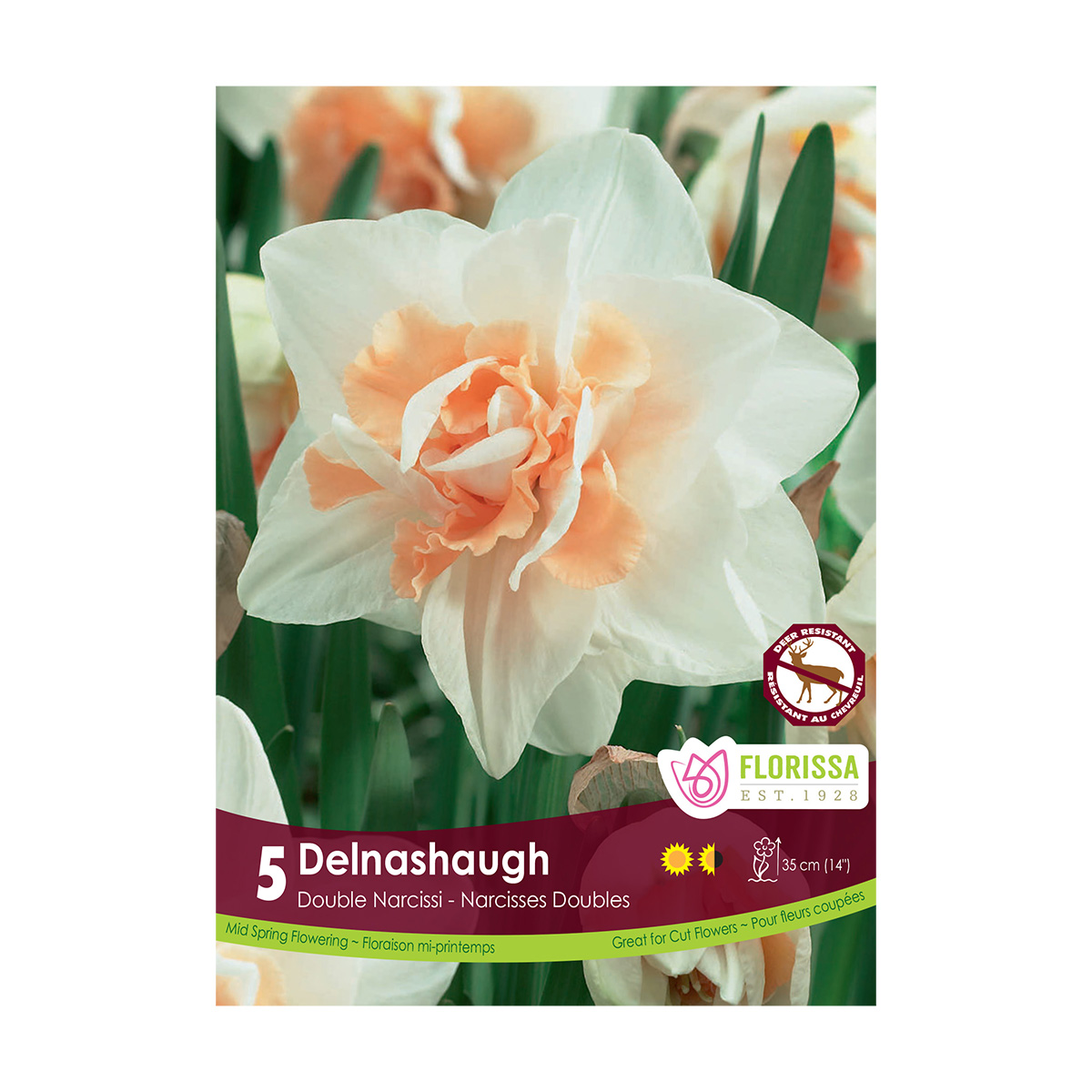 Narcissus 'Delnashaugh' Bulbs 5PK