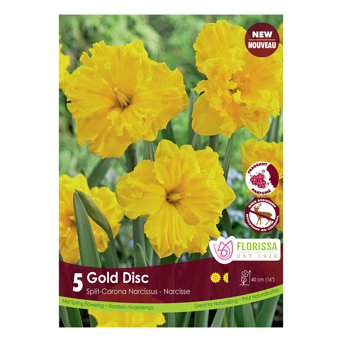 Narcissus 'Gold Disc' 5PK
