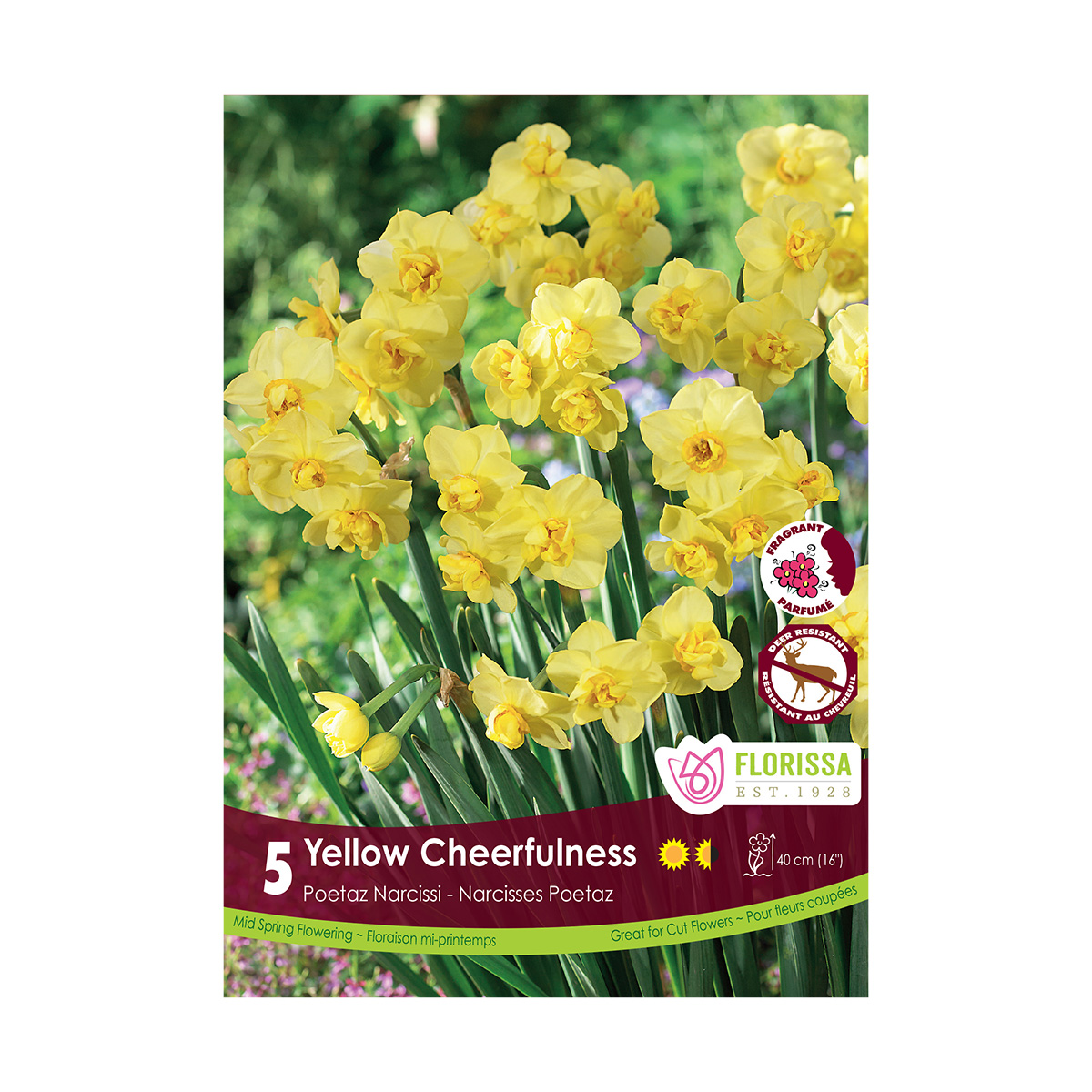 Narcissus 'Yellow Cheerfulness Poetaz' Bulbs 5PK