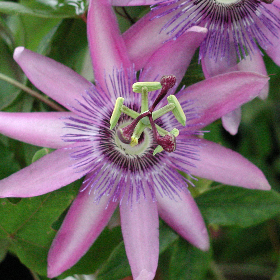 Passiflora x 'Lavender Lady'