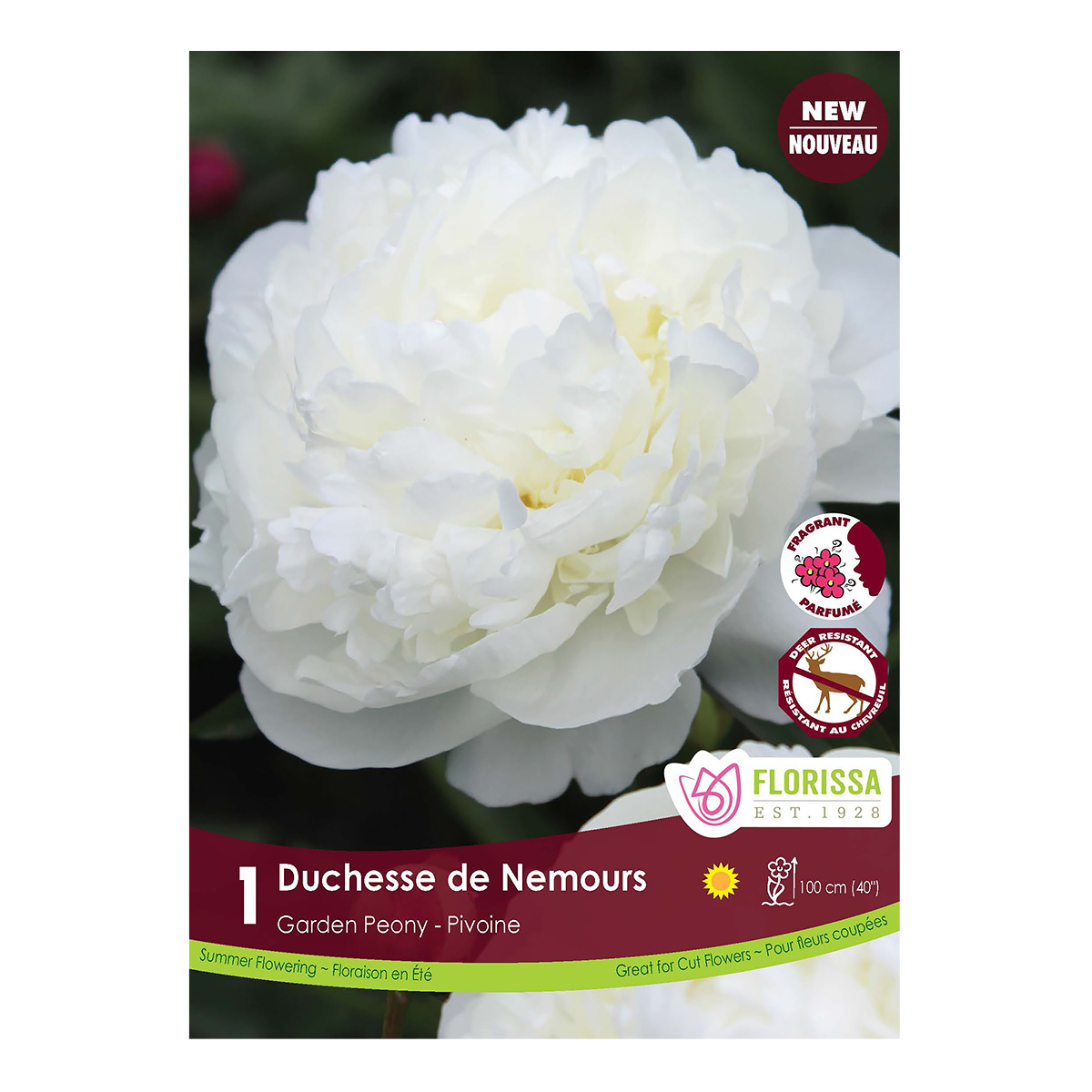 Paeonia lactiflora 'Duchess de Nemours' Bulbs