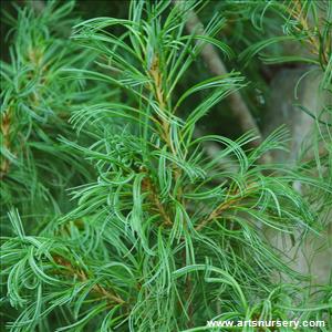 Pinus strobus 'Macopin'