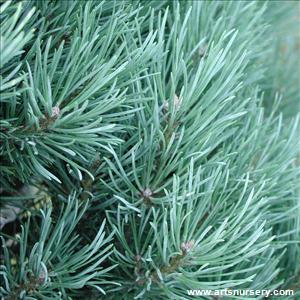 Pinus Sylvestris Topiary At Arts Nursery