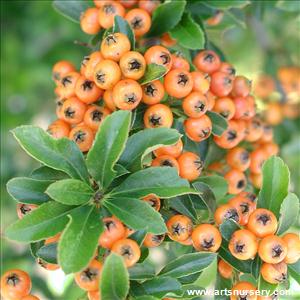 Pyracantha angustifolia 'Mohave'