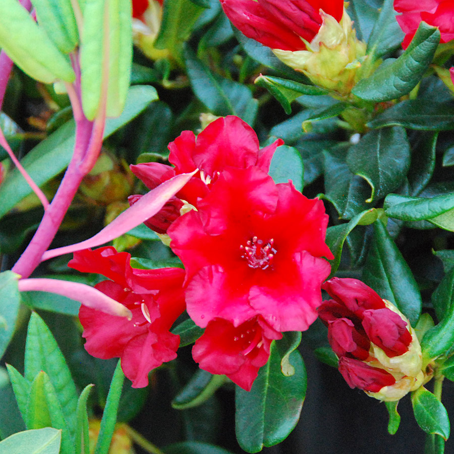 Rhododendron 'Baden Baden' - 24/36'