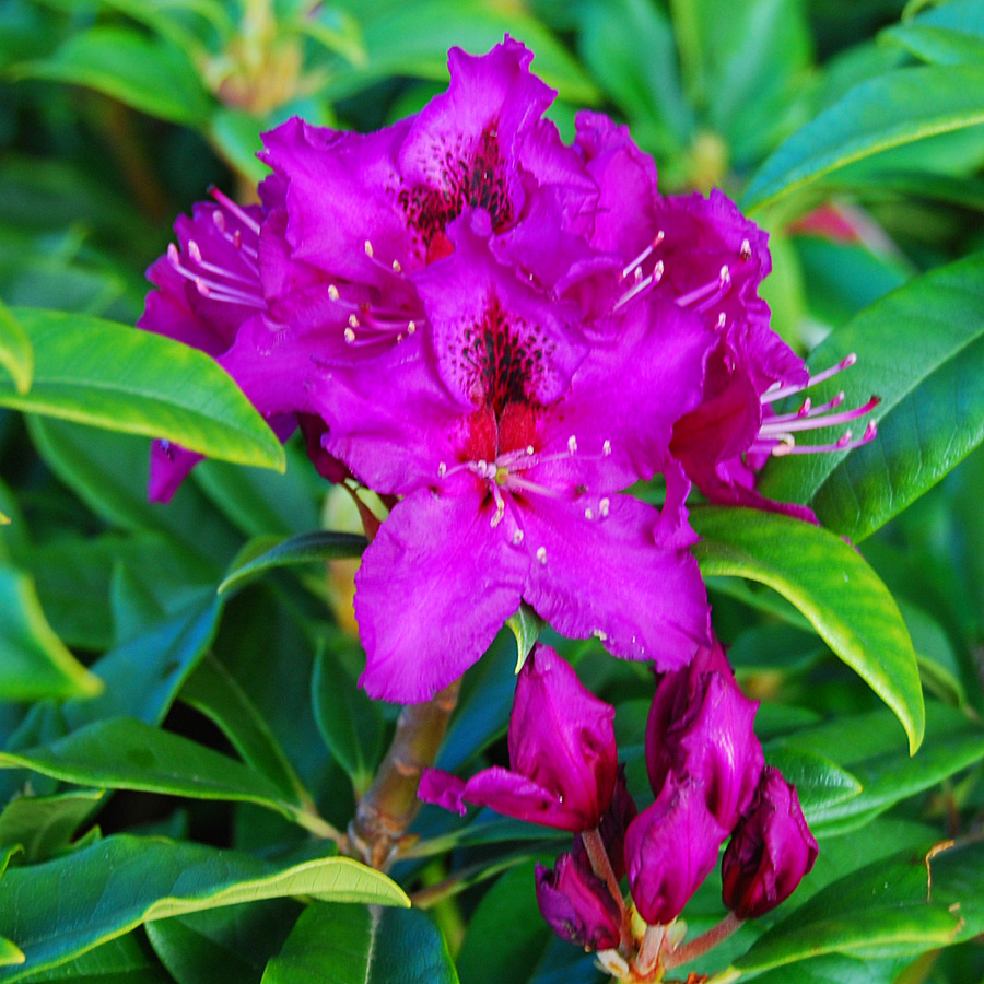 Rhododendron 'Colonel Coen' 