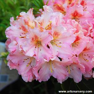 Rhododendron 'Coral Mist'