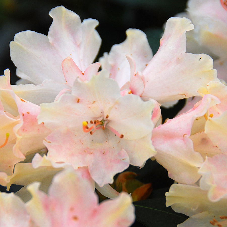 Rhododendron 'Dreamland' (Yakushima hybrid)