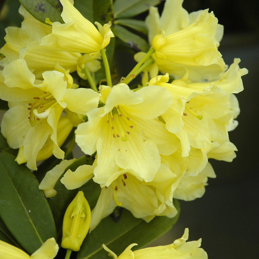 Rhododendron 'Hotei' 24/30'