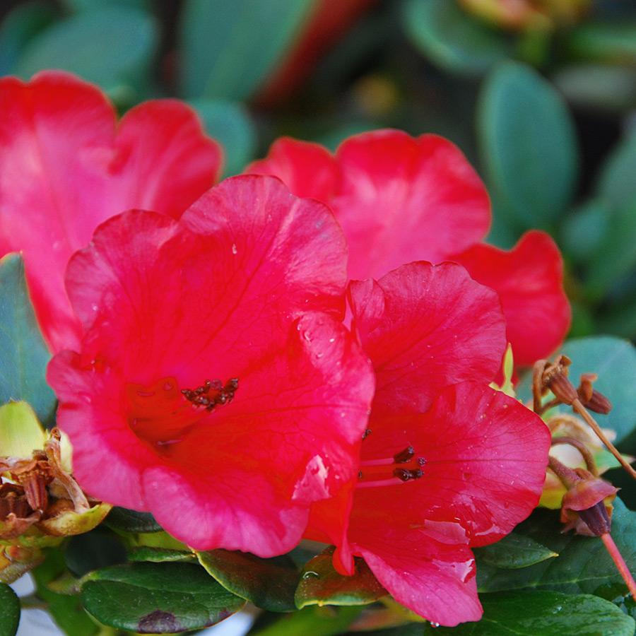 Rhododendron 'Royston Red'