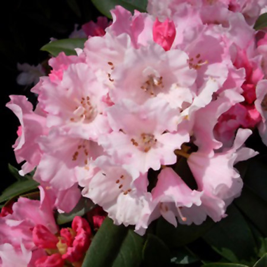 Rhododendron-mardigras.jpg