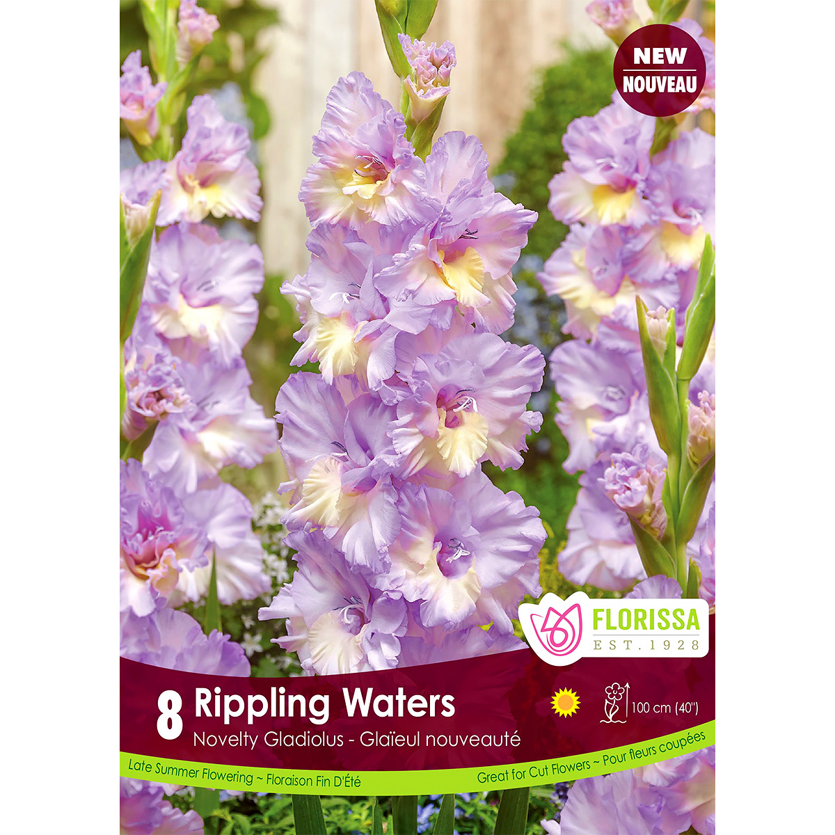 Gladiolus Novelty Dutch 'Rippling Waters'  Bulbs  