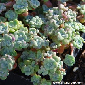Sedum spathulifolium 'Capa Blanca'