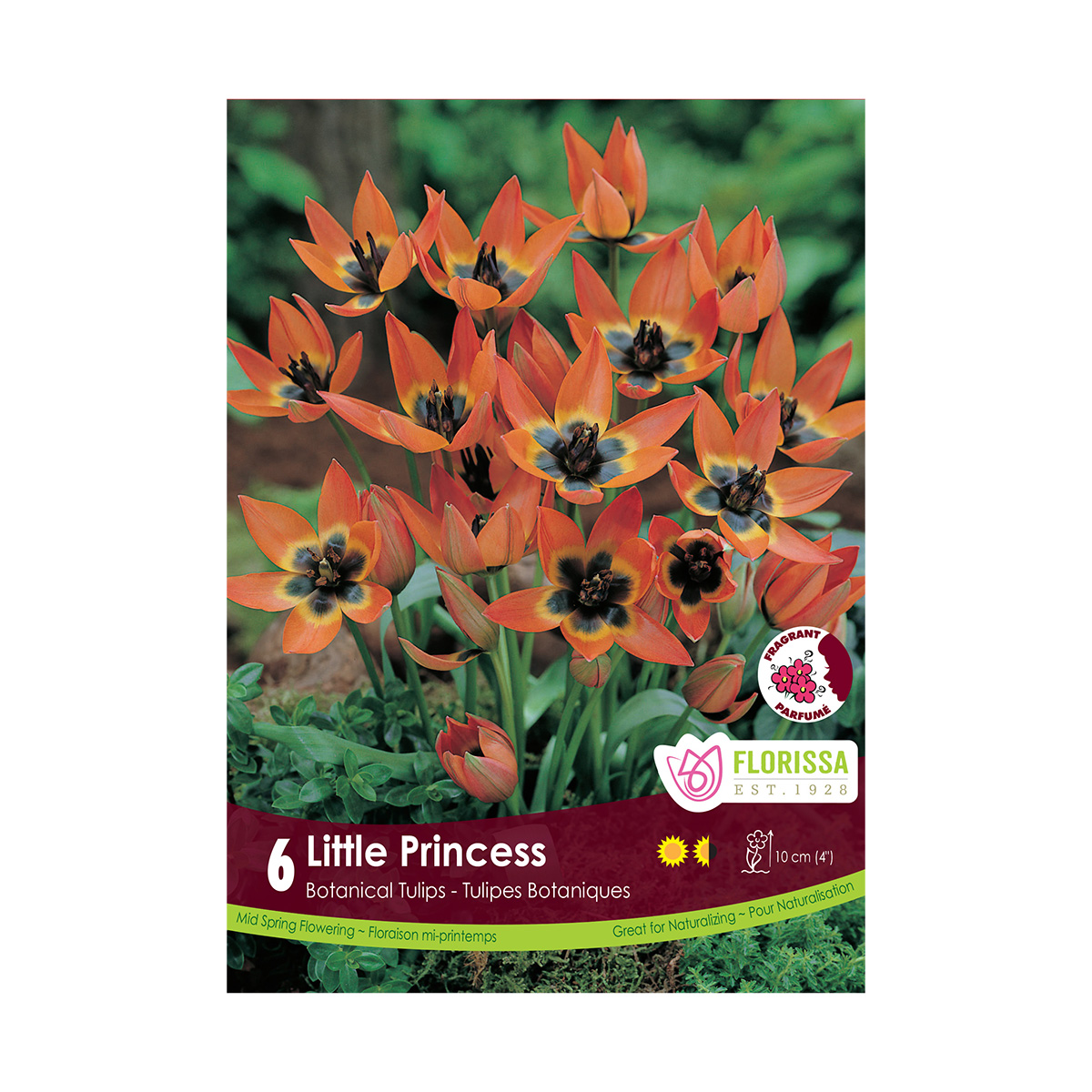 'Little Princess' Botanical Tulip Bulbs 6PK