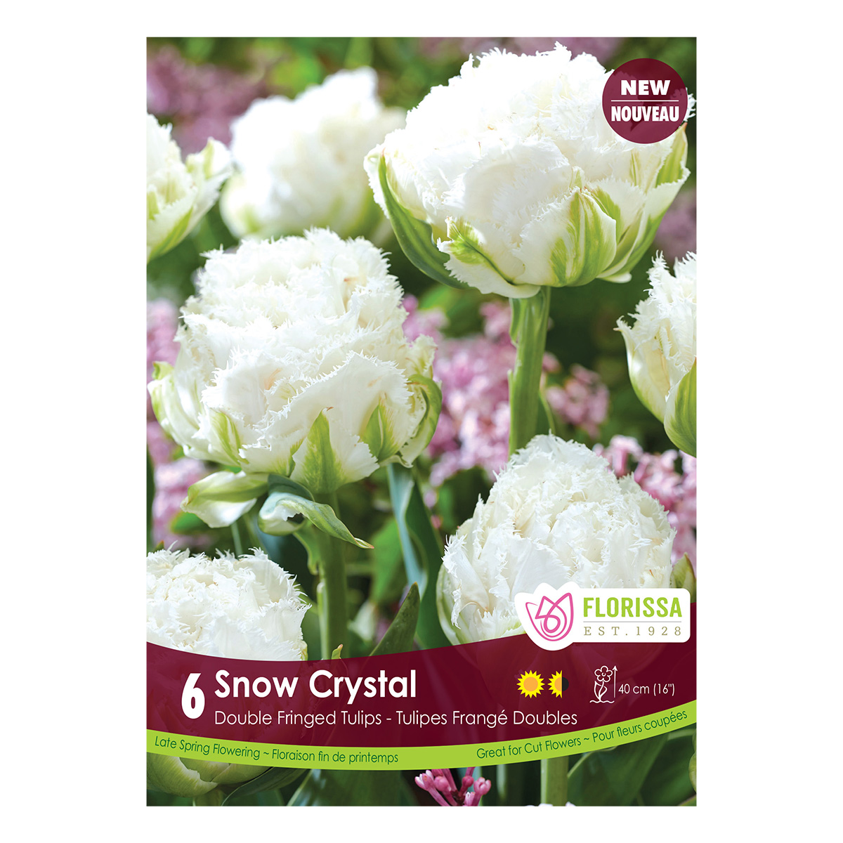 Tulipa 'Snow Crystal' 6PK