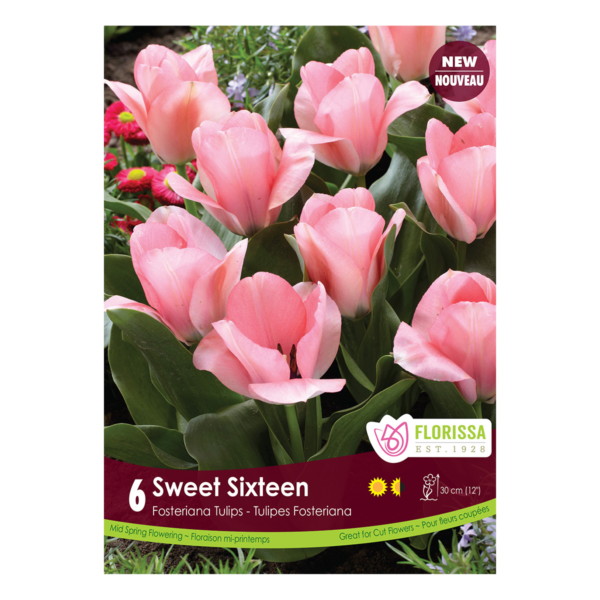 Tulipa 'Sweet Sixteen' -6 PK