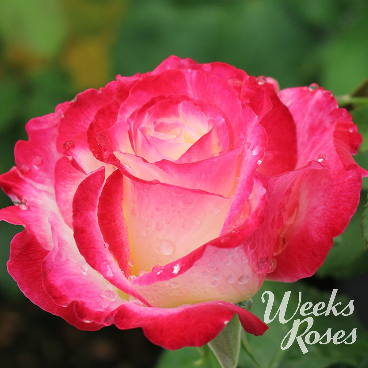 Weeks Rose Web image Double Delight2023.jpg