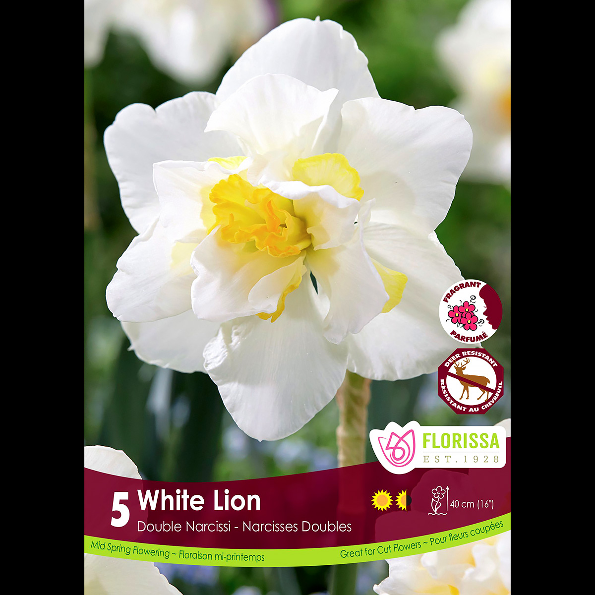 'White Lion' Double Narcissus Bulbs