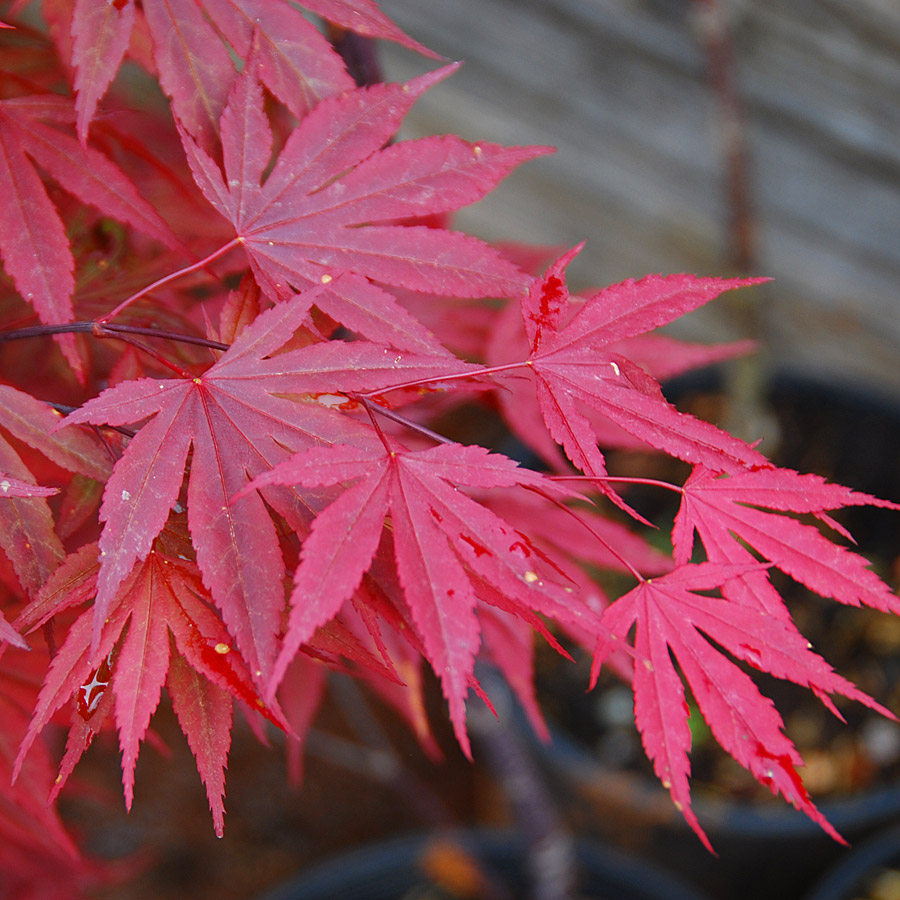 Acer palmatum 'Crimson Prince'