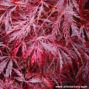 Acer palmatum dissectum 'Ever Red'