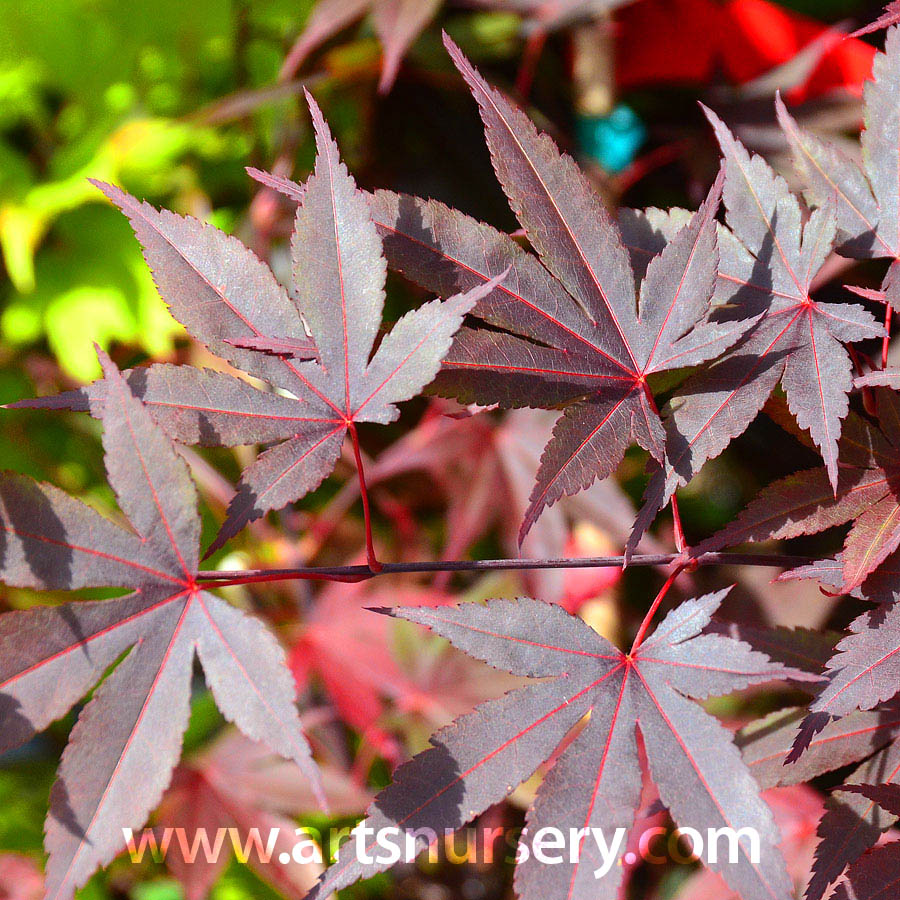 Acer palmatum 'Hefner's Red'