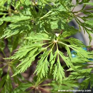Acer palmatum 'Oregon Fern'