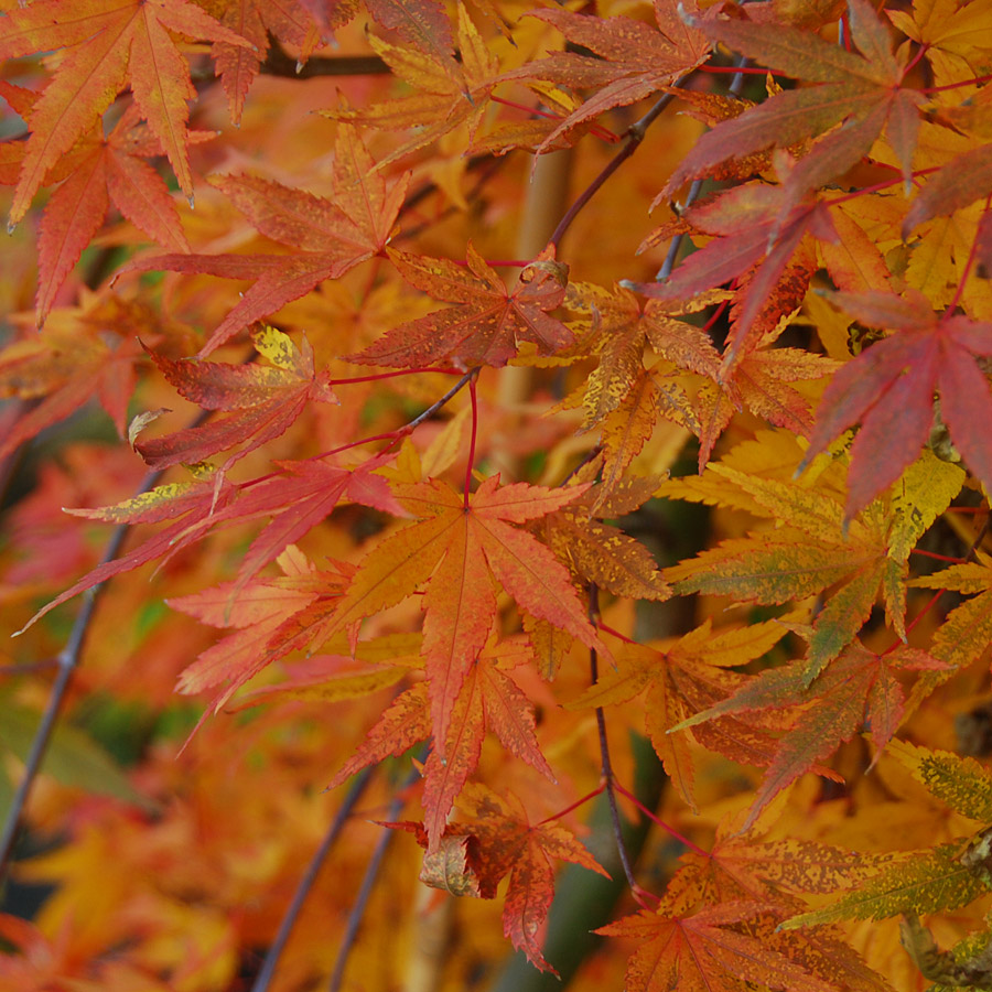 Acer palmatum 'Ryu sei' (Ryusen) 